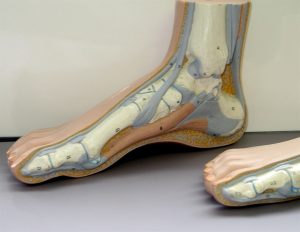anatomy of the foot